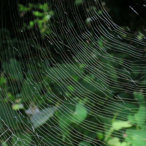 Spider Web