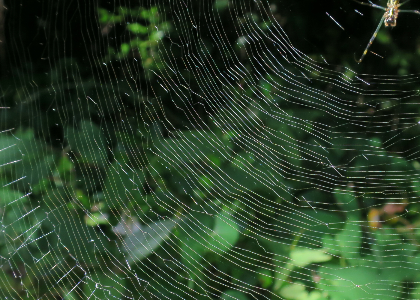 Spider Web